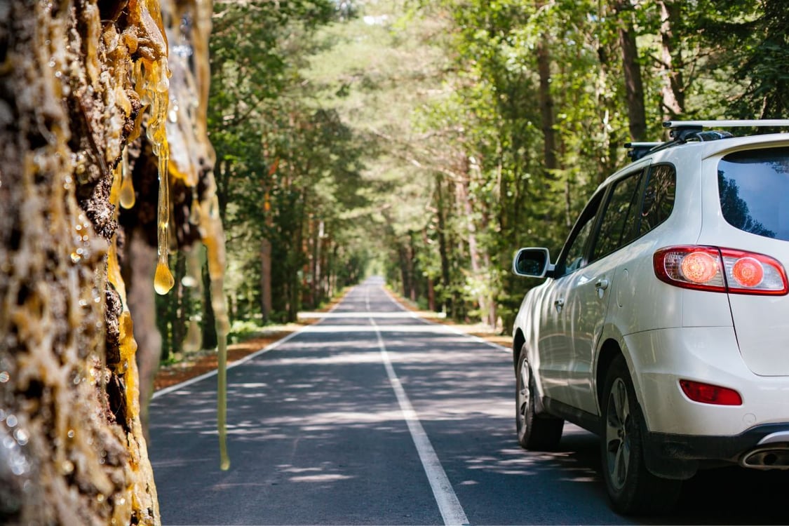 How to get tree sap off of your car